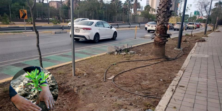 Acción en Monterrey: Buscan Revitalizar Corredor Aramberri