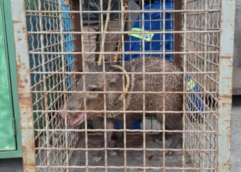 Jabalí Desata Revuelo En San Nicolás