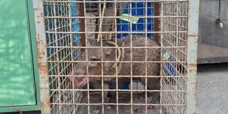 jabalí_san nicolas - CLAVE NOTICIA Jabalí Desata Revuelo En San Nicolás