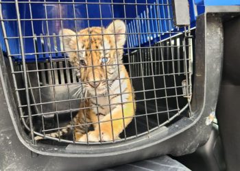 cachorro-de-tigre-escobedo