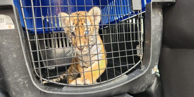 esc-7-e1758074533106 - CLAVE NOTICIA cachorro-de-tigre-escobedo