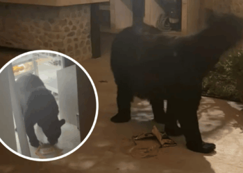 Oso entra a una casa en San Pedro - Clave Noticias