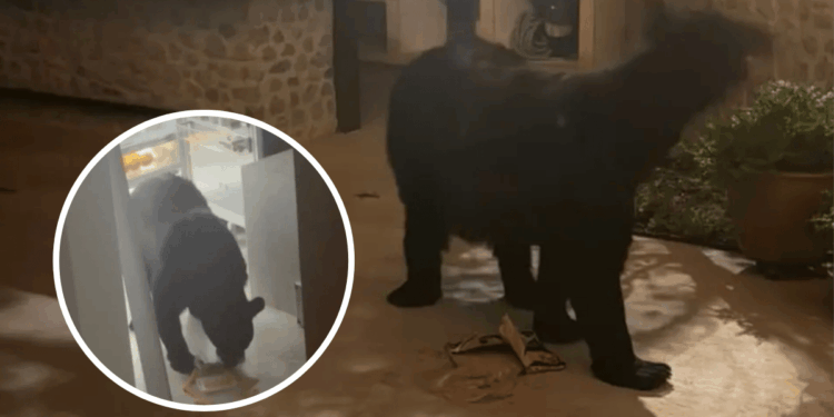 clave-noticia-Oso-entra-a-una-casa - CLAVE NOTICIA Oso entra a una casa en San Pedro - Clave Noticias